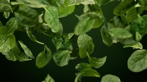 foglie di spinaci verdi fresche che cadono in un ciclo a rallentatore con alfa matte