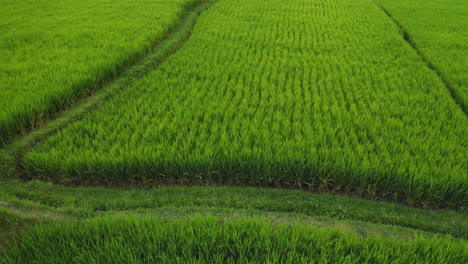 aerial view rice terraces drone flying over rice paddies agricultural farmlands crop farms of rural asia 4k