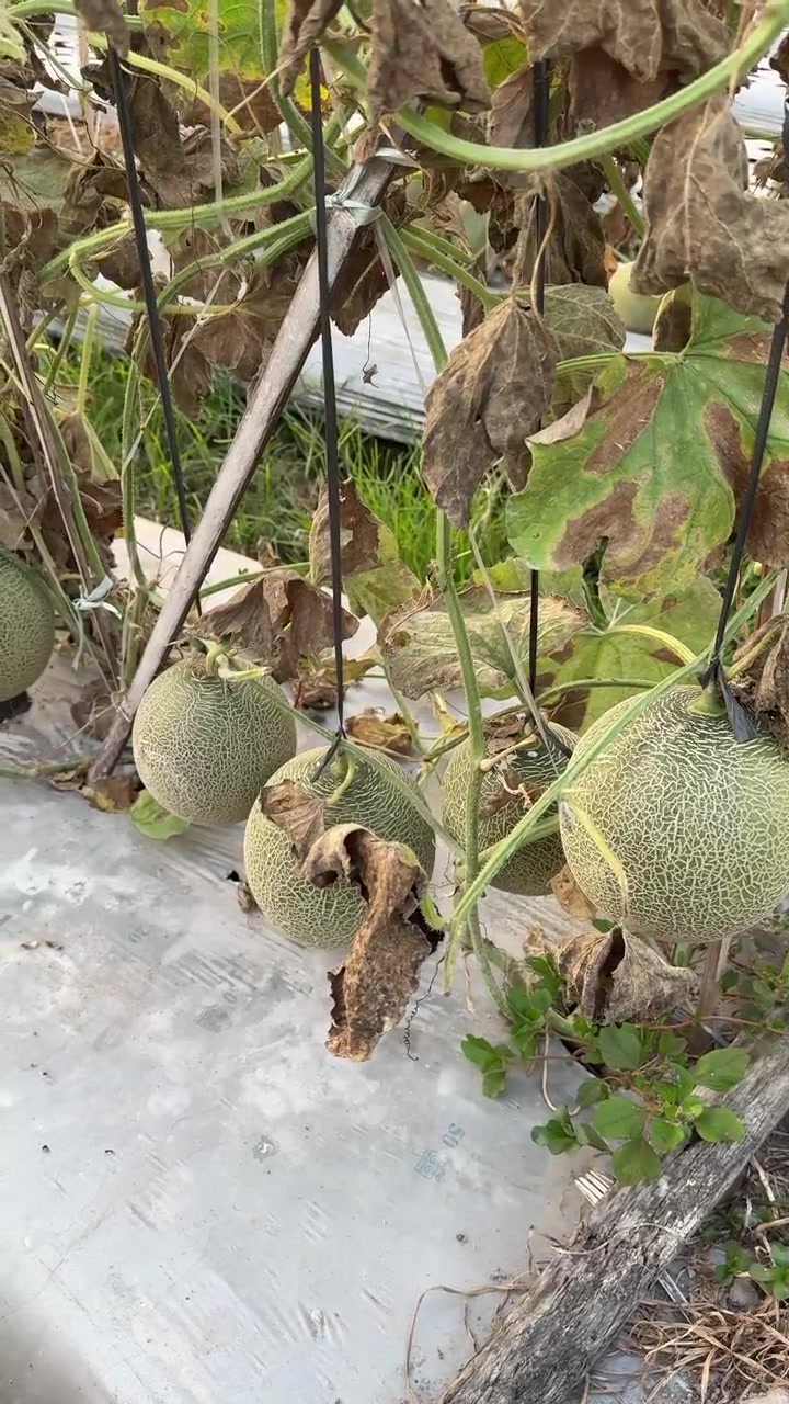 Cantaloupe Melons Growing in a Greenhouse