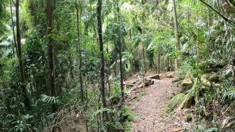 a tranquil walk through a dense tropical forest