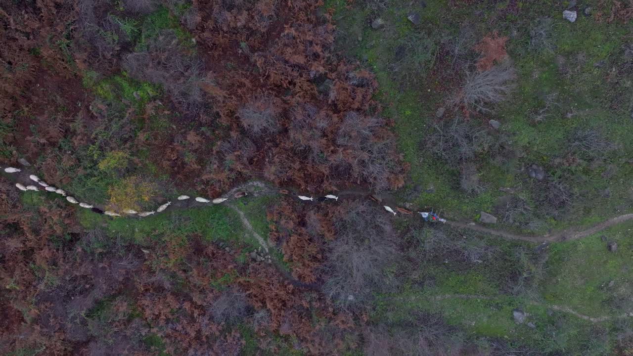 Luftfoto av saueflokk og gjeter som går på fjellsti, Albania