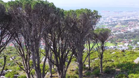 Levantamiento-De-Antena-Revelar-El-Horizonte-Del-Centro-De-Cape-Town-South-Africa-Desde-La-Ladera-Con-Acacia-En-Primer-Plano