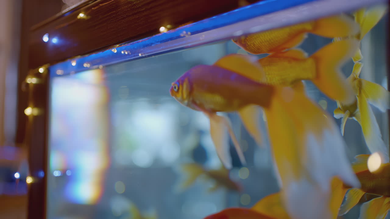 Pesci dorati in acquario