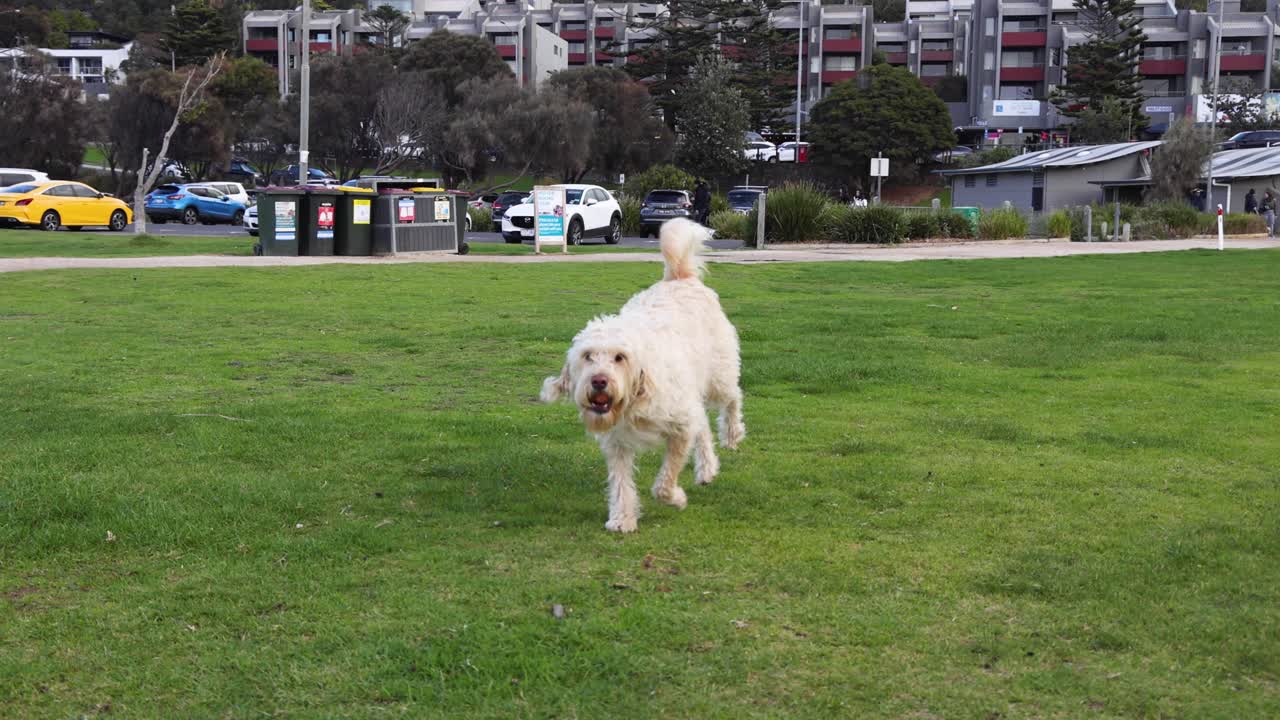 개 한 마리가 초록 잔디 위에서 기게 달린다