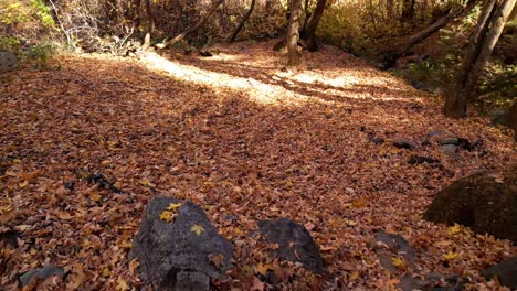 drone flying over a forest floor bed covered with lots of freshly fallen orange leaves giving all the autumn fall feels october november