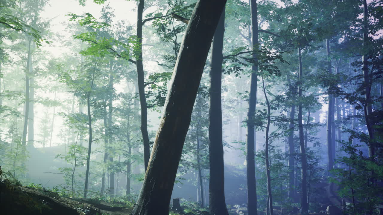 이른 아침 빛과 부드러운 안개에 나무와 함께 안개 숲 풍경