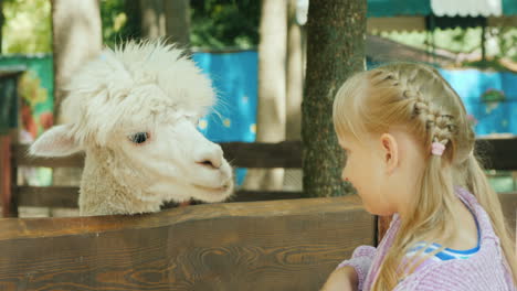 Mädchen-Füttert-Ein-Süßes-Alpaka-Auf-Einer-Kleinen-Farm