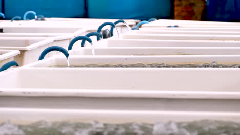 Recirculating Aquaculture System (RAS) for Fish Farming
