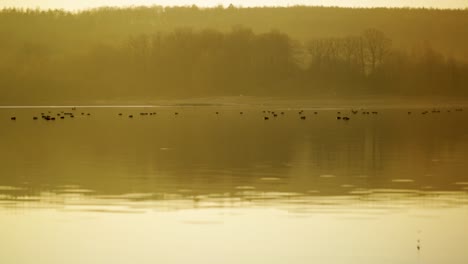 explorer walking near some birds resting on a calm lake during a yellow foggy sunset