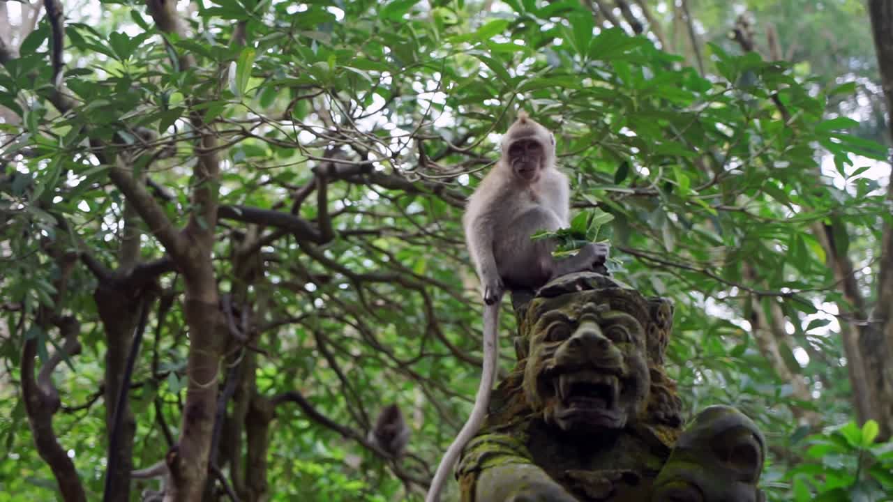 A monkey eats leaves in the Ubud Monkey Forest, Bali. Captures the primate's natural behavior in its lush jungle habitat.
