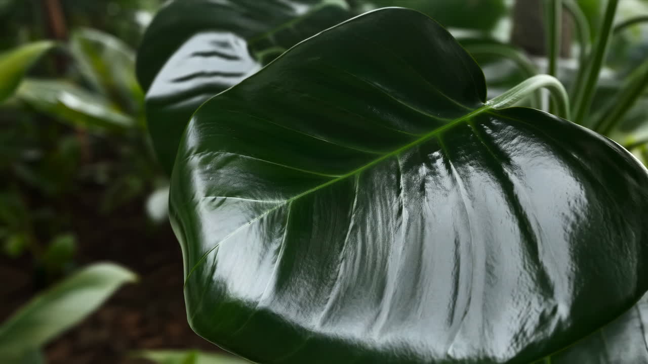 Un primo piano di una foglia verde rigogliosa