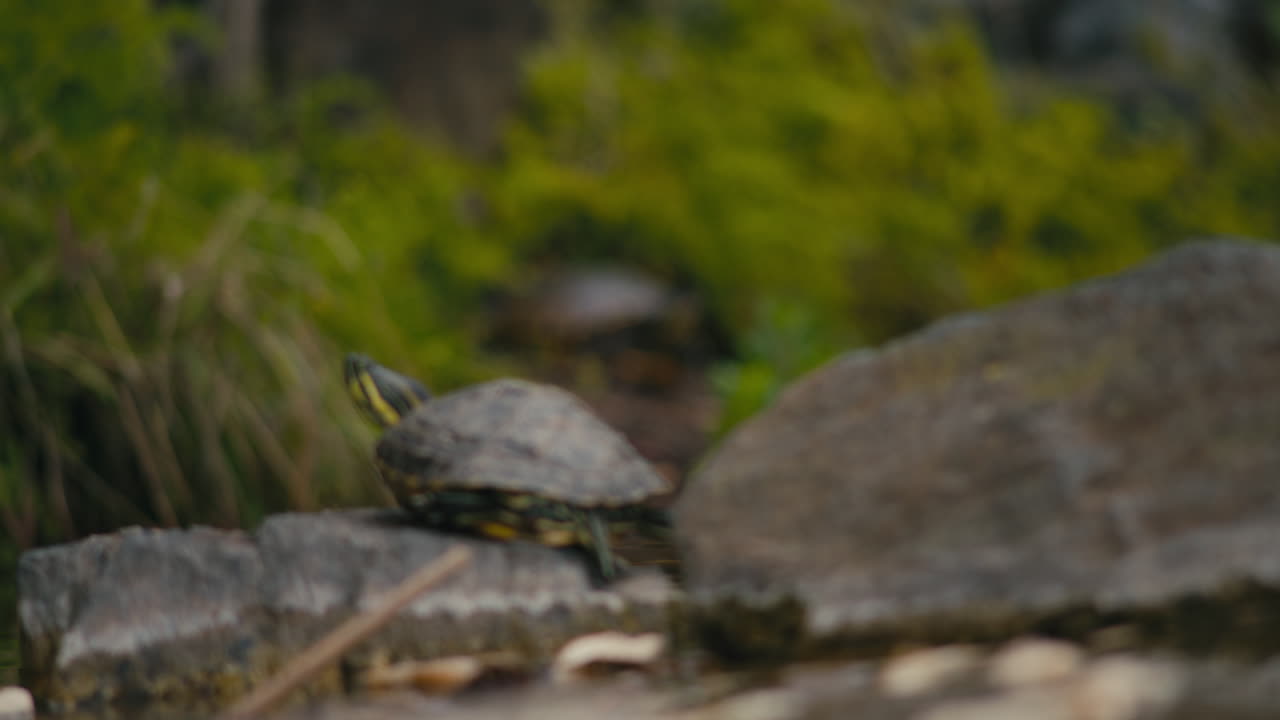 Cinematic shallow depth of field capturing a focus shift between two freshwater turtles along a green pond shoreline