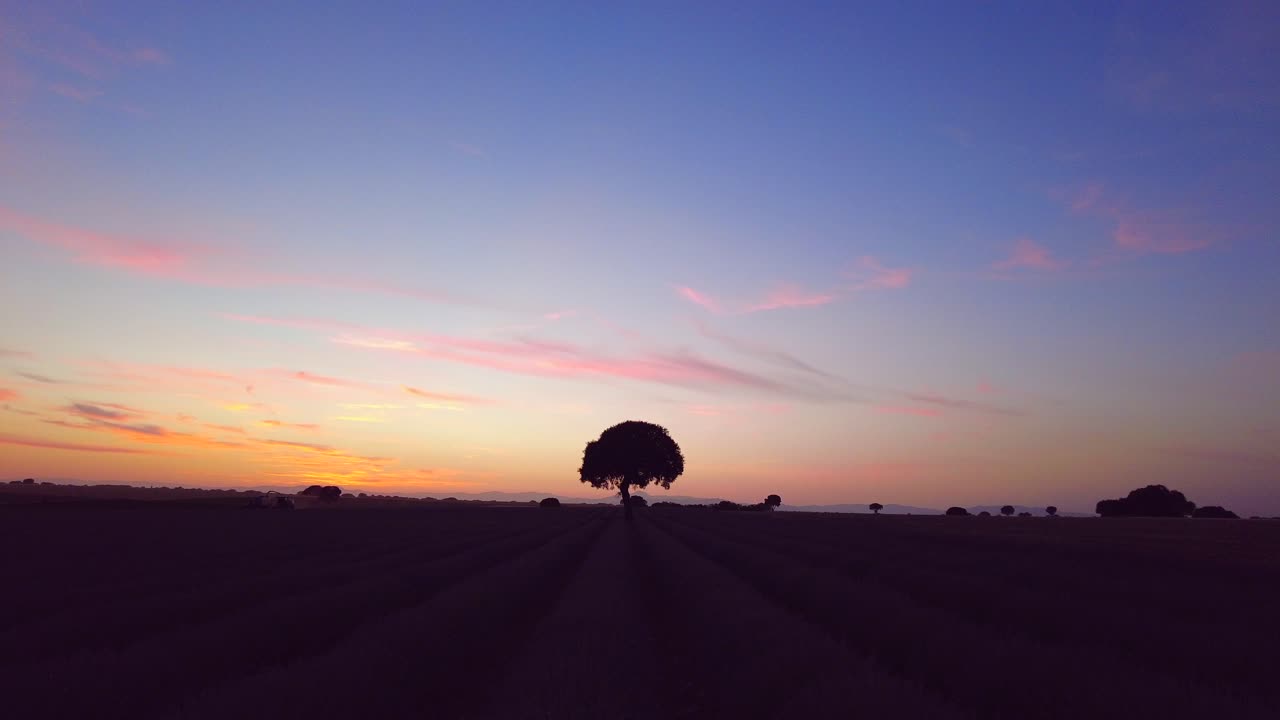해가 지는 나무의 실루