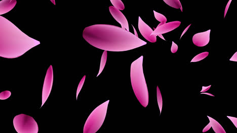 pink petals falling on black background