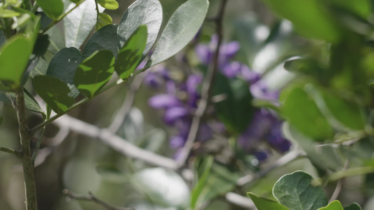 Honey bees buzzing around a purple flower on a tree branch with focus rack transition