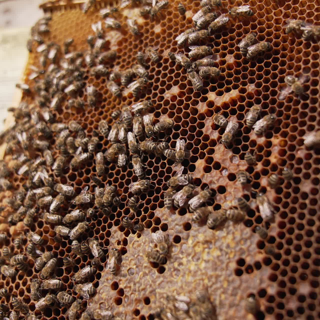 Busy bees harvesting summer honey. Close up view of bees working in the hive