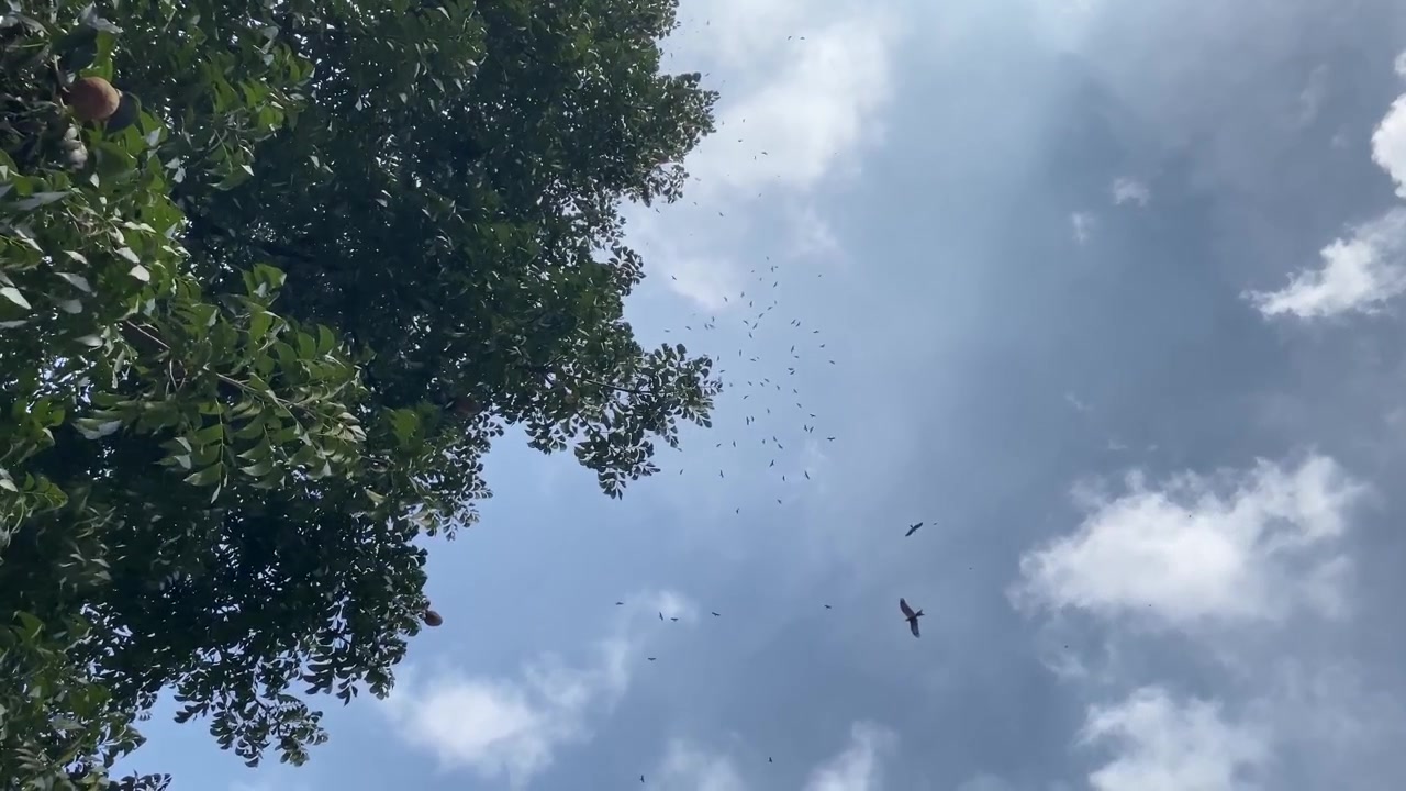 Centenas de aves de rapina e necrófagas circulando no céu sobre uma árvore verde, vista de baixo para cima - plano aberto.