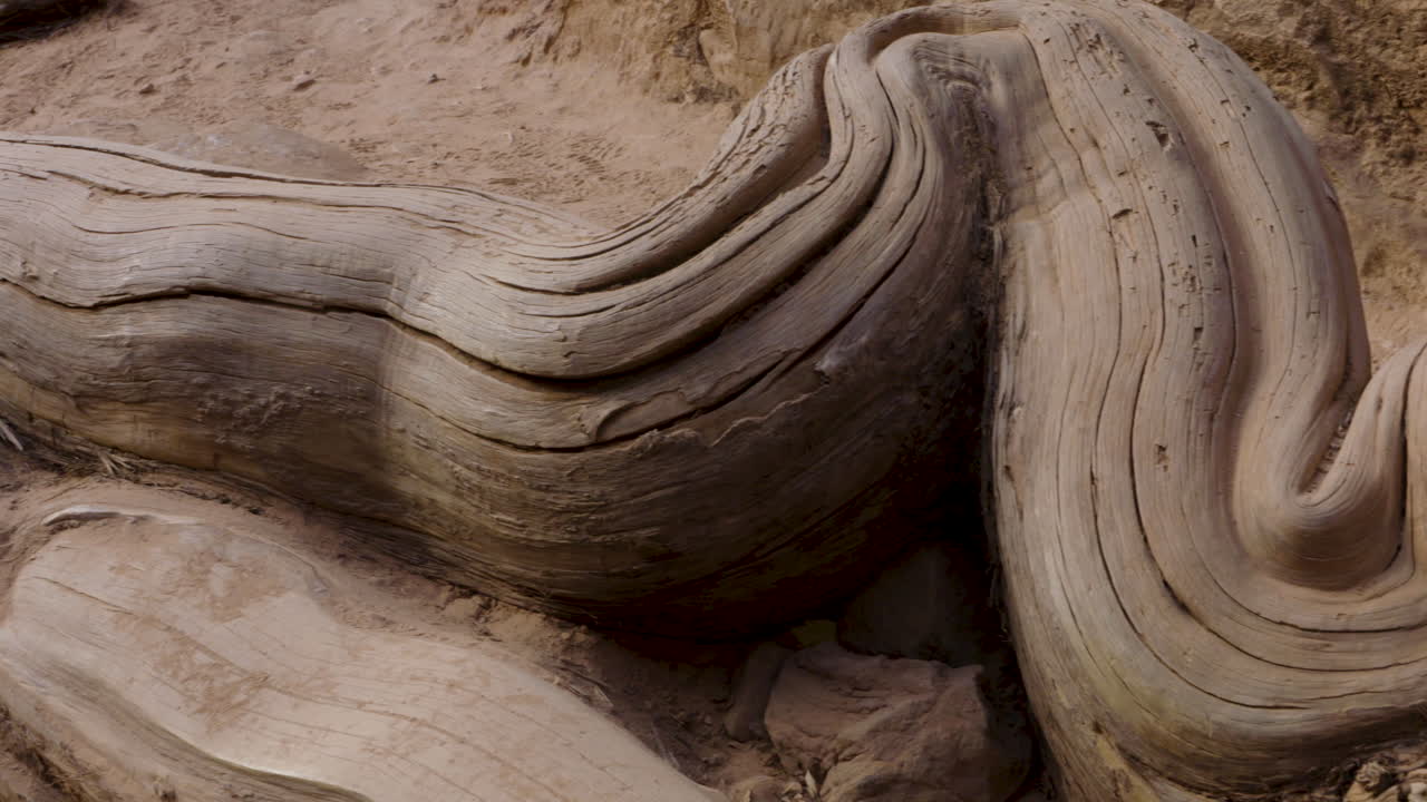 imágenes de 4k de las raíces de un pino ponderosa en el borde de un acantilado del cañón en el parque nacional de zion