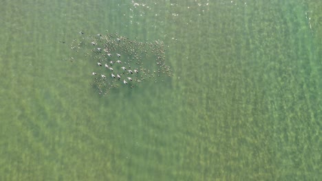 aerial view of a group of birds drifting away in the ocean