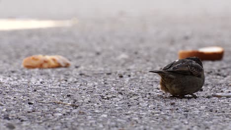 lonely sparrow gathers breadcrumbs on concrete, bird in a cold winter day