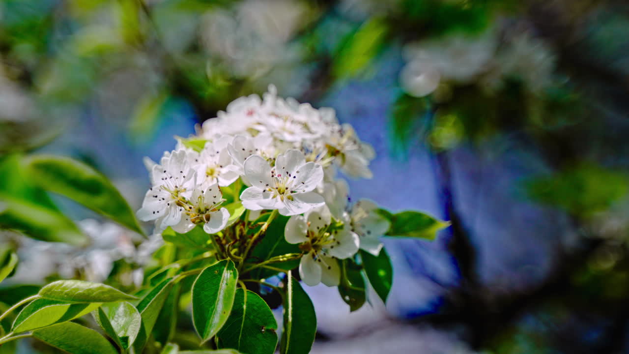 Spring large white pear blossoms with leaves on an artistic blurred bokeh background. Close-up.