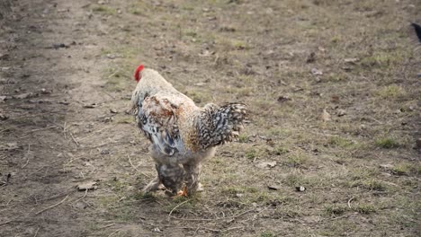 hermoso gallo con diferentes colores, cámara lenta