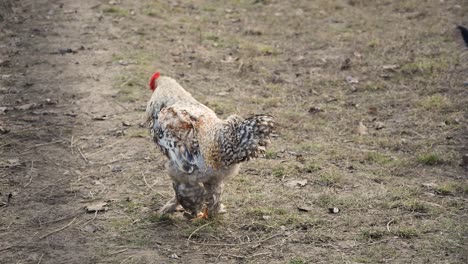 beautiful rooster with different colors, slow motion