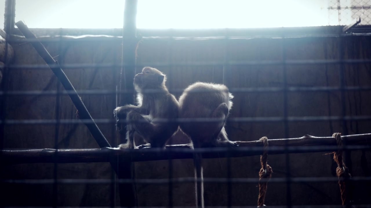 Close-Up of Monkeys in Captivity at the Pata Zoo in Bangkok, Thailand