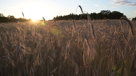 gelbe stacheln wiegen sich im wind