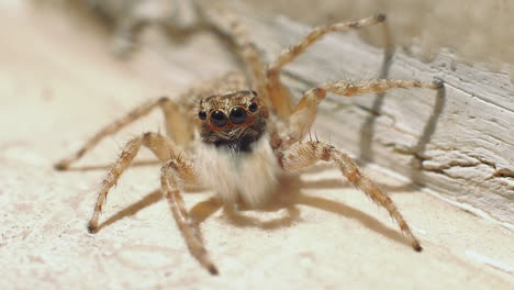 belle araignée profitant de la nature en plein air, gros plan macro