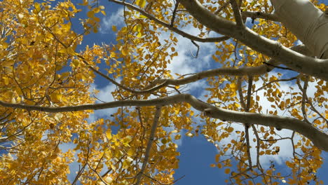 upward view of yellow golden aspen tree leaves blowing in wind with blue cloudy sky