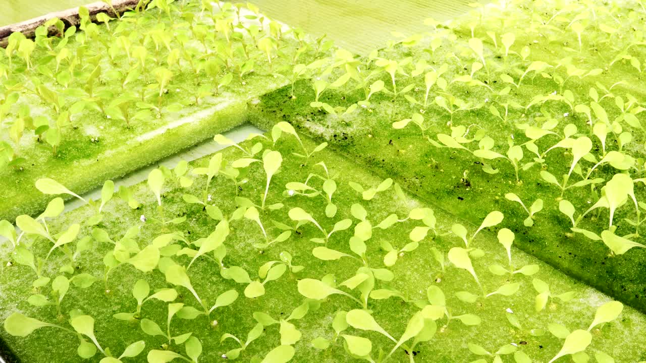 granja de hortalizas hidropónicas orgánicas