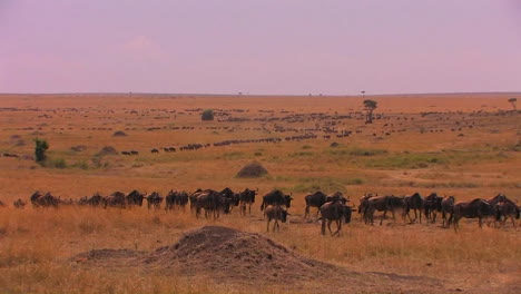 a long  line of wildebeests travels across the plains