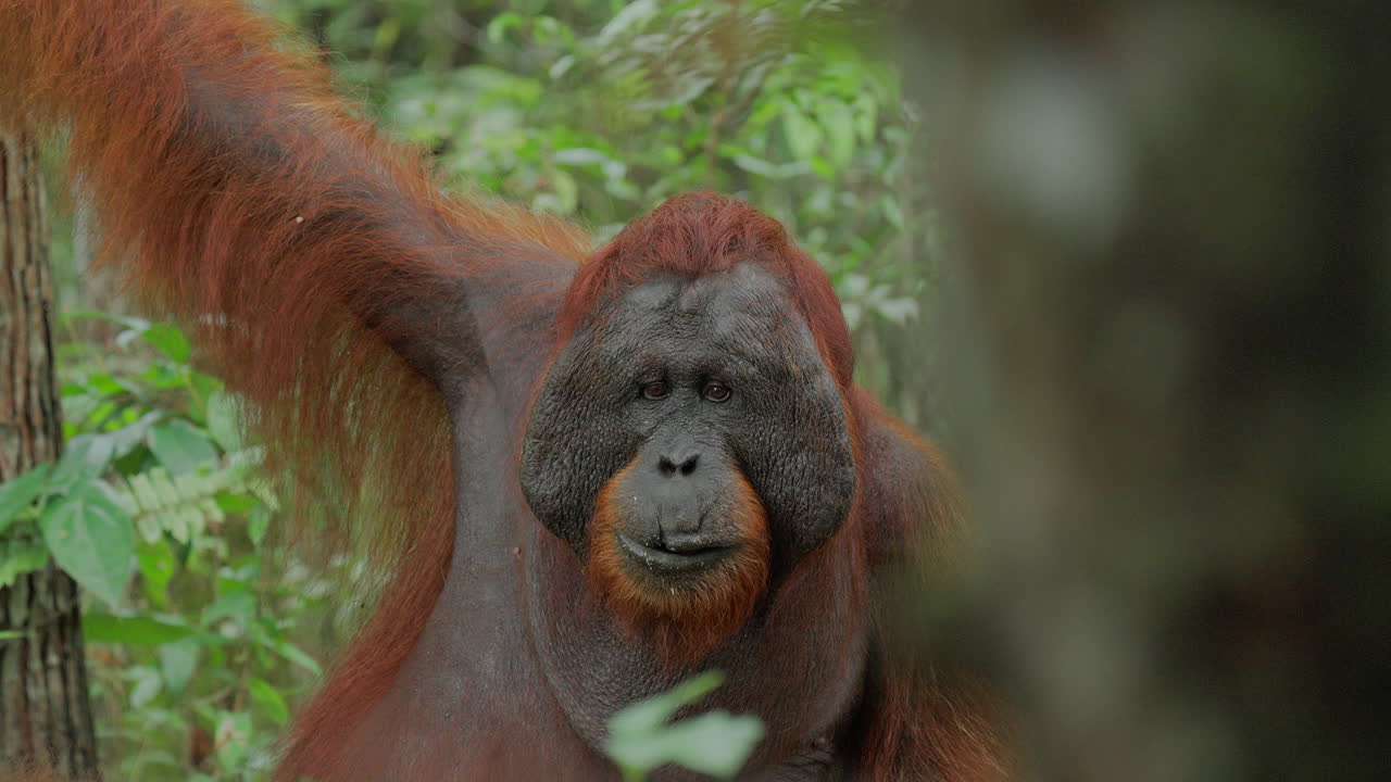 Yağmur ormanında Orangutan