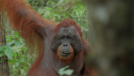 orangutan in a rainforest
