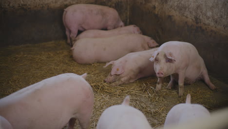 pigs in a farm pen