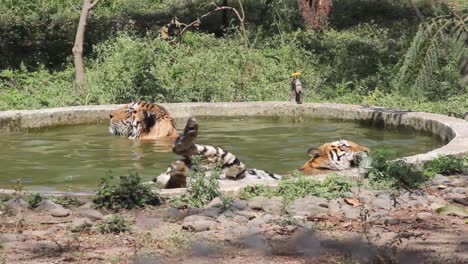 Clip-of-two-tigers-taking-a-bath-in-a-pool-the-zoo-of-Indore,-Madhya-Pradesh,-India