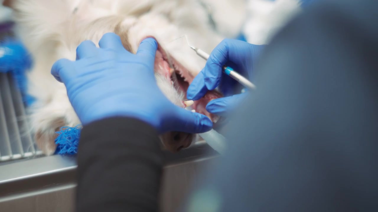 Dog's mouth during a dental surgery