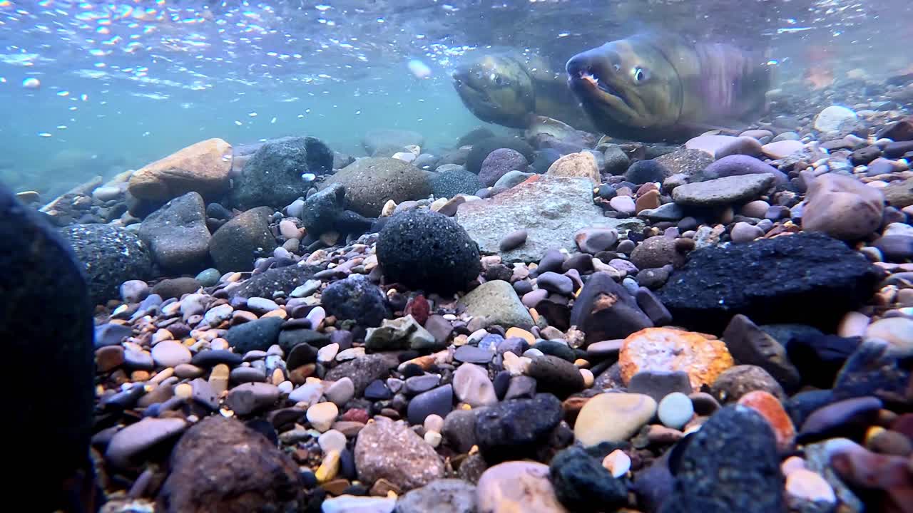 Chum Salmon Migrating up a Crystal Clear River in Shiretoko During the Day
