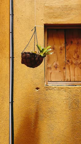 planta colgante en una pared amarilla