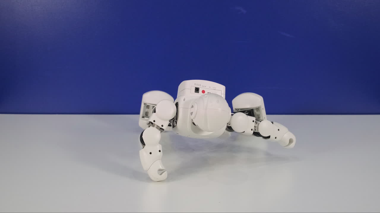 작은 색 네 발 로