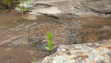 flowing water from a mountain spring water stream running down huge sandstone slabs of rock with green plant, crystal clear drinking water, meditate tranquil and peaceful calm slow motion footage