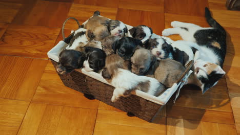 A-Box-Of-Cute-Little-Puppies-On-The-Floor