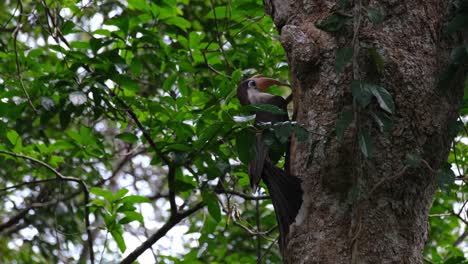 austen's brown hornbill, anorrhinus austeni, khao yai national park