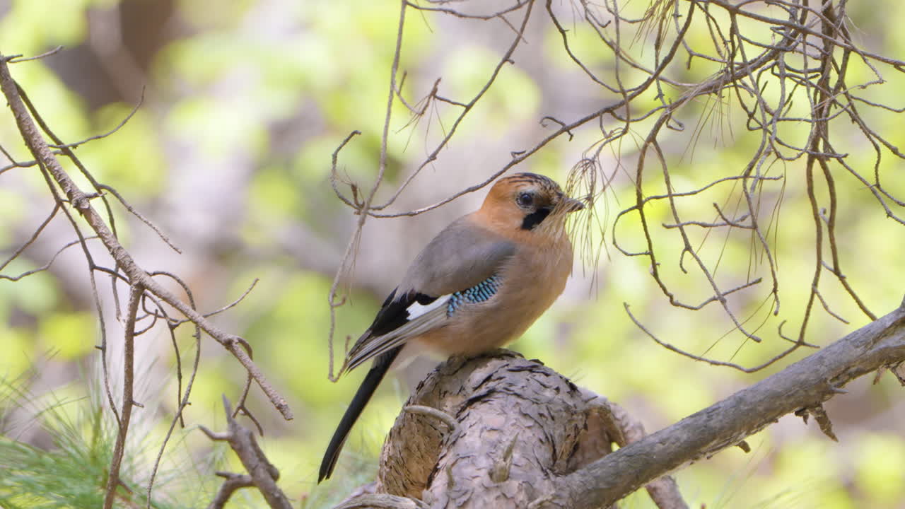 Giovane Ghiandaia Eurasiatica su Pino in Foresta Primaverile a Seul, Corea del Sud