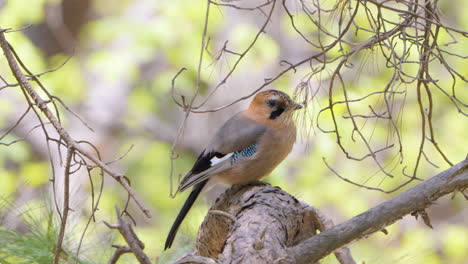 young eurasian jay bird on pine in spring forest in seoul, south korea