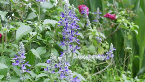 blooming purple flowers in a lush garden nature vibrant environment macro view