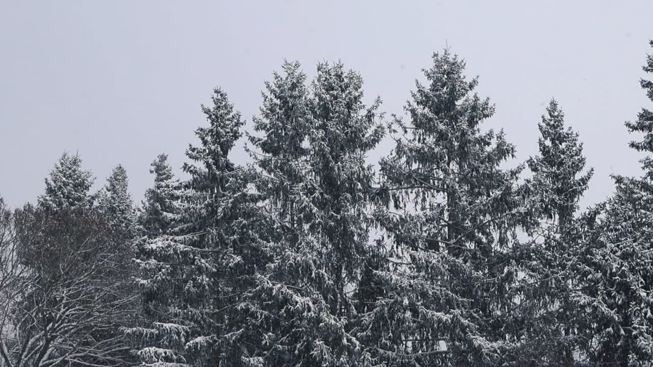 Large fluffy white snow and snowflakes falling down from the sky in the foreground in slow motion as large pine and spruce trees covered in white fluffy, thick and dense snow are in the background.