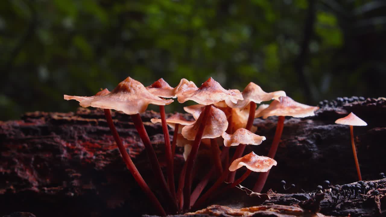 Tiny magic mushrooms grow in unison on a decaying log, deep in Peru’s vibrant Amazon rainforest.