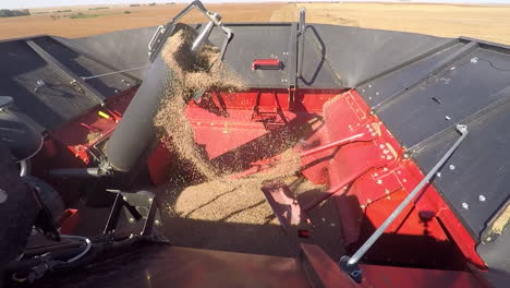 combine harvester at work - loading harvested grains into hopper during harvest season - high angle, gopro shot